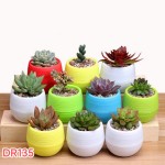 Easy Life Mini Cactus Plant Pot DR135