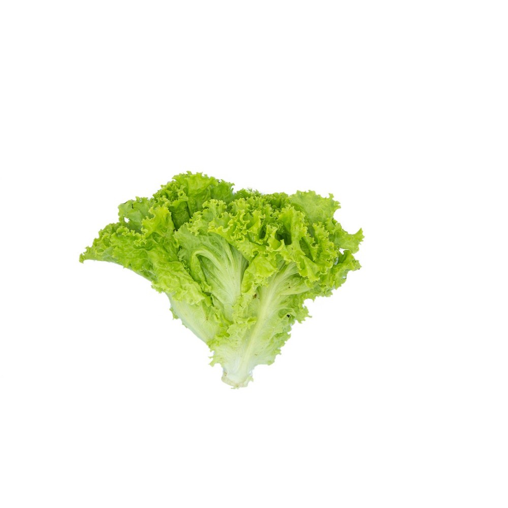 Green Lollo Lettuce