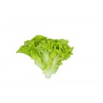 Green Lollo Lettuce